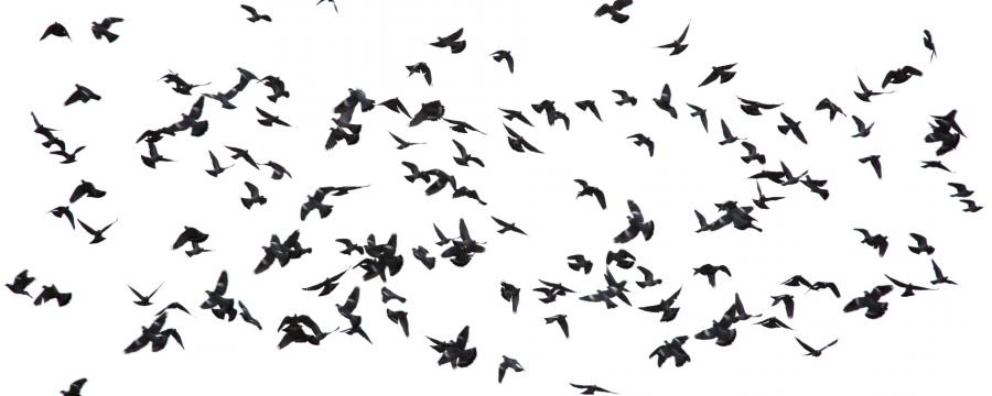 Flock of birds