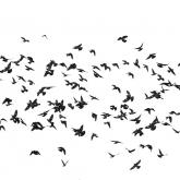 Flock of birds